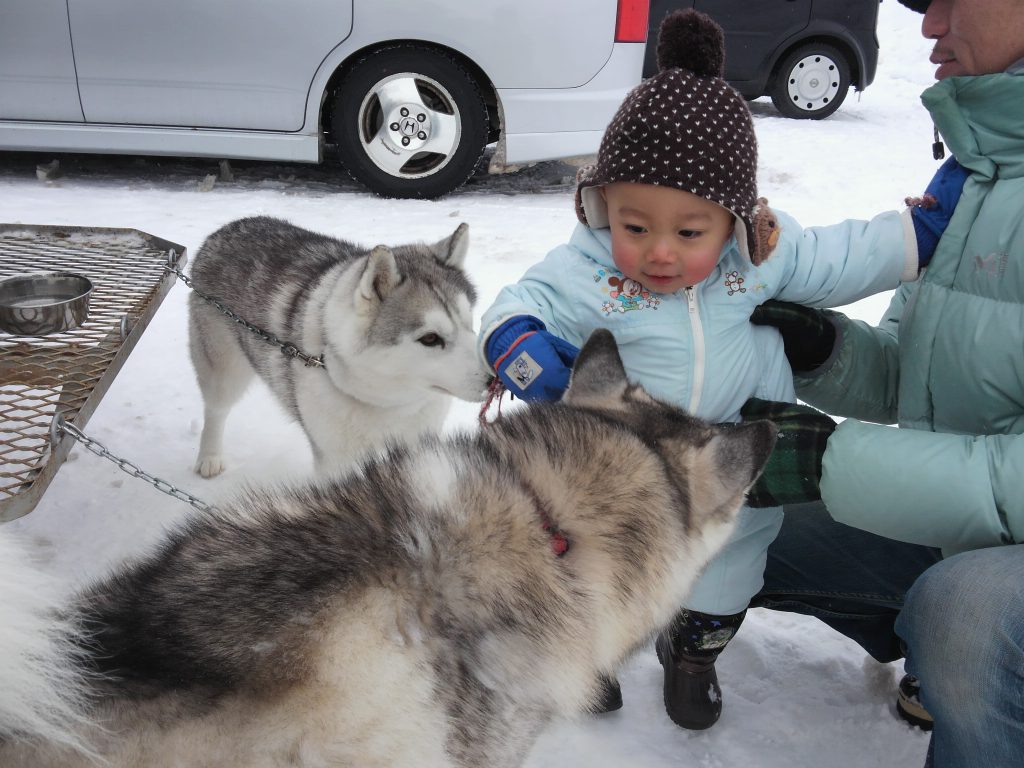 eniwa-dog-sled-race3