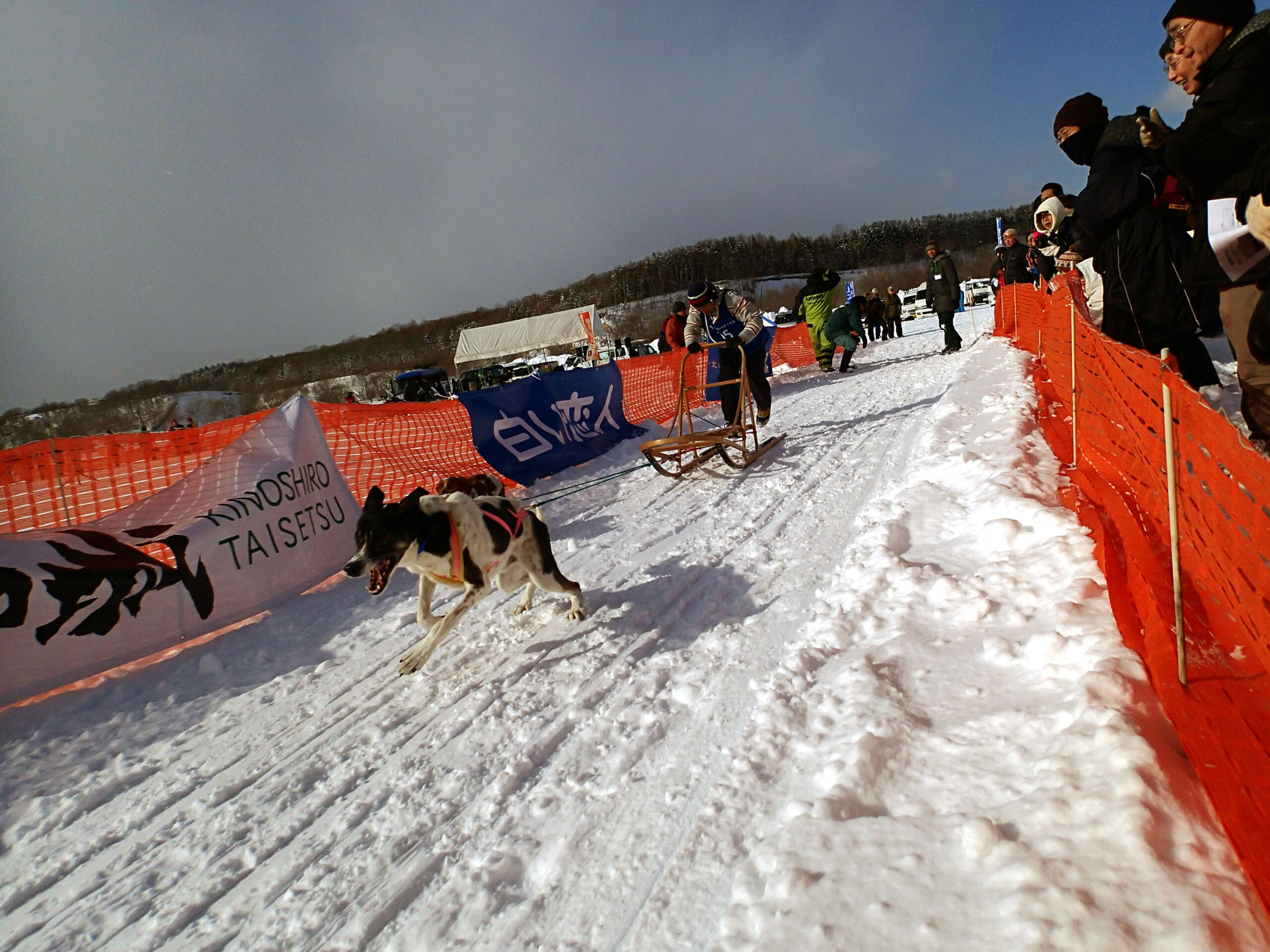 eniwa-dog-sled-race